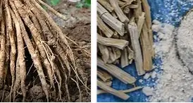 Ashwagandha and Shatavari—10 Science-Backed Fertility Gains 7 Shatavari extract