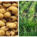 6 Emerging benefits of Tiger nut for pregnant women