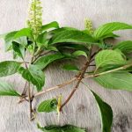 10 Emerging scent leaf health benefits, fertility Impacts & side effects