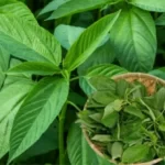 Impressive fertility benefits of Jute leaf (Ewedu leaves)