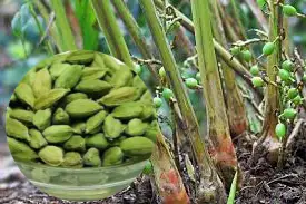 cardamom for fertility and sexual health