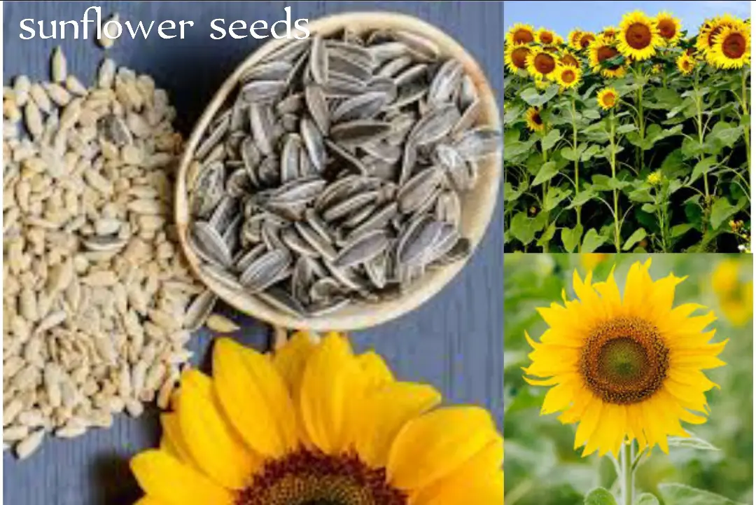 sunflower seeds for fertility