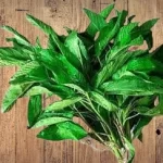 How To Use Ewedu Leaves To boost Fertility