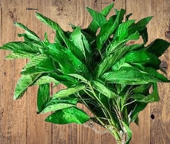 How To Use Ewedu Leaves To boost Fertility