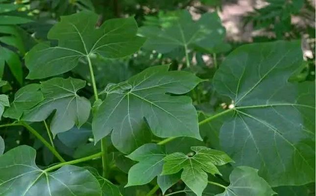 chaya leaves
