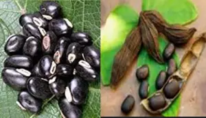 5 Amazing Fertility Benefits of Velvet beans mucuna for men 6 Fertility Benefits of Velvet Beans