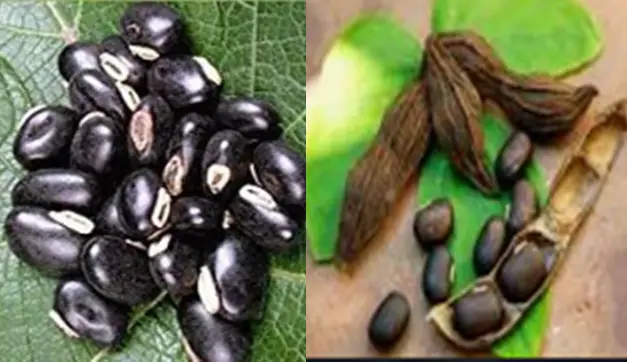 Fertility Benefits of Velvet Beans
