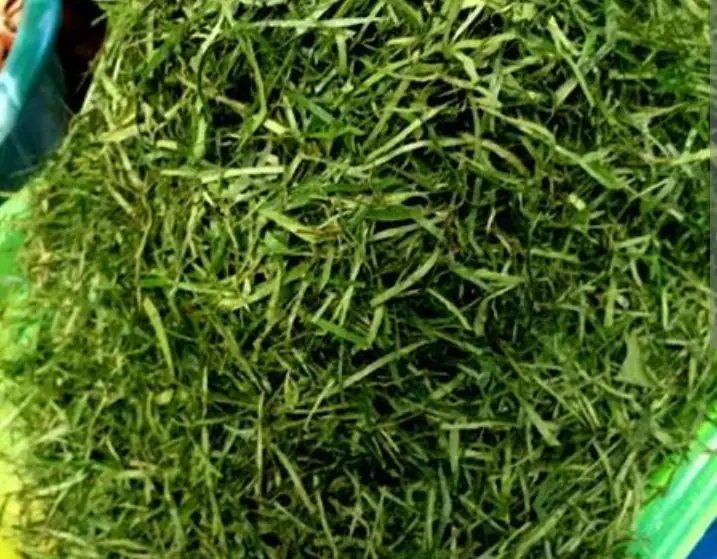 ukazi leaf