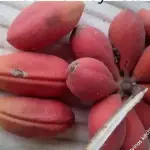 Monkey Kola health benefits