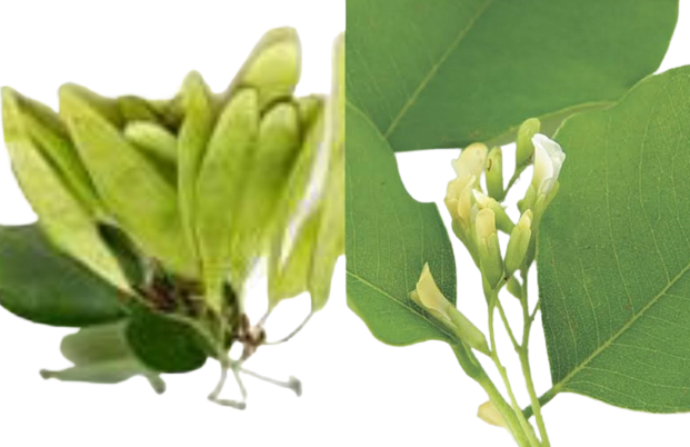 side effects of Indian rosewood fruits