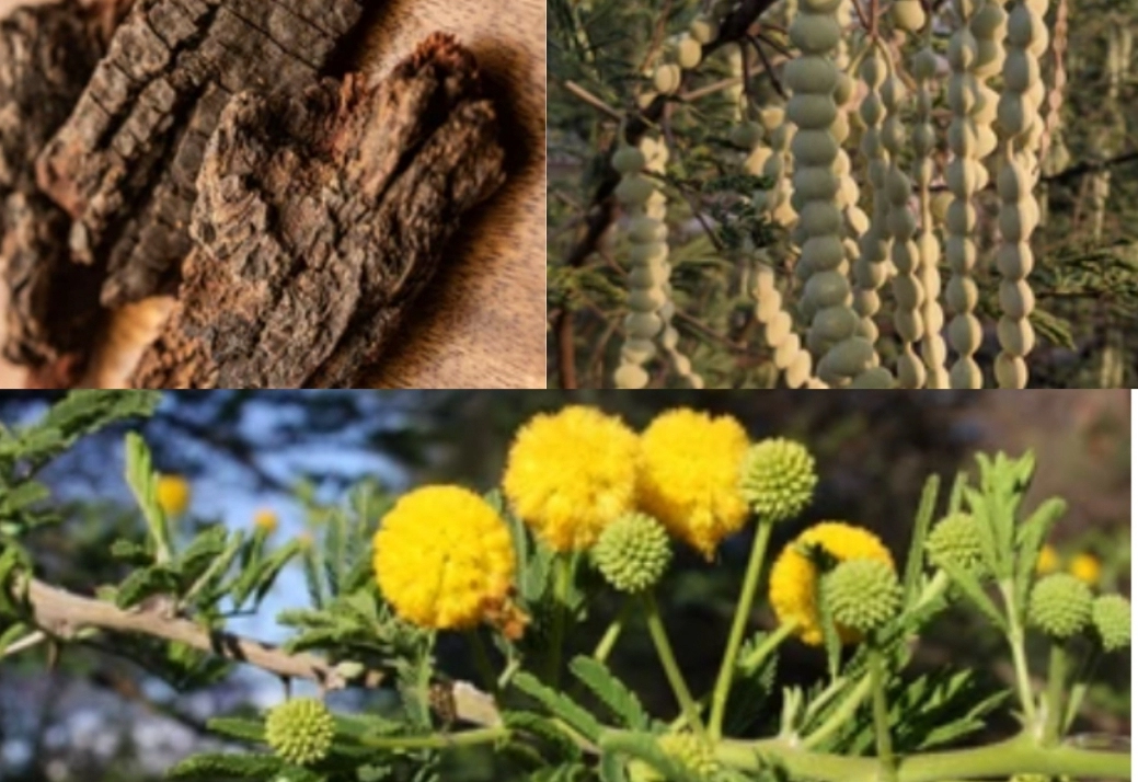 booni seed