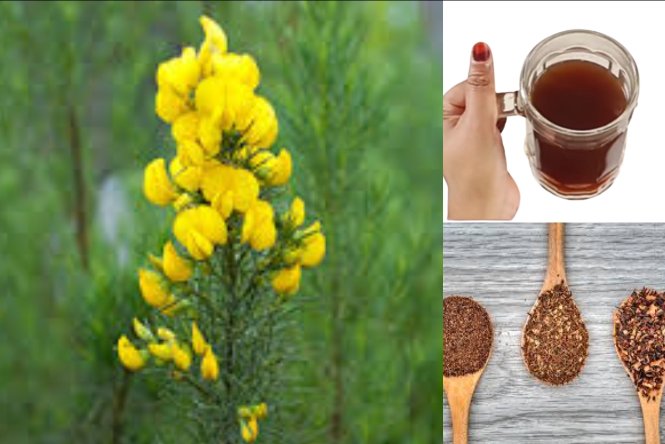 honey bush tea