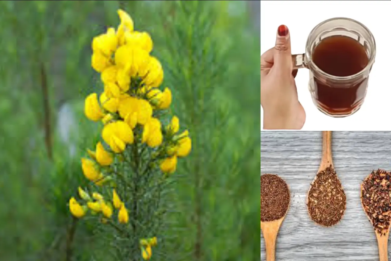 honey bush tea