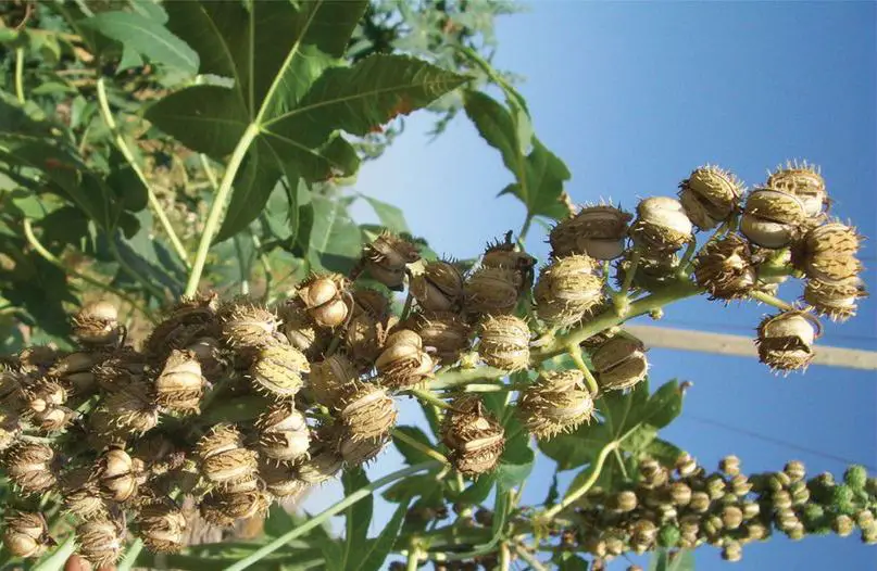 castor seeds