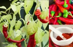 Cayenne Pepper For Fertility