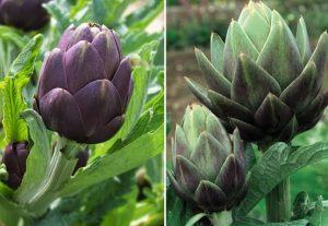 Artichokes for Fertility: 5 Emerging Benefits & Side Effects 7 Artichokes for Fertility