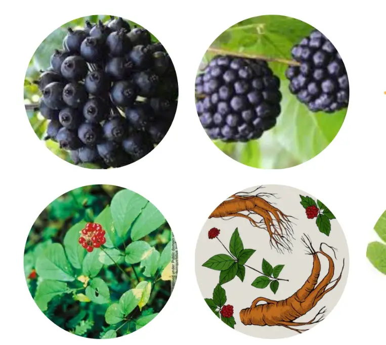 Siberian Ginseng