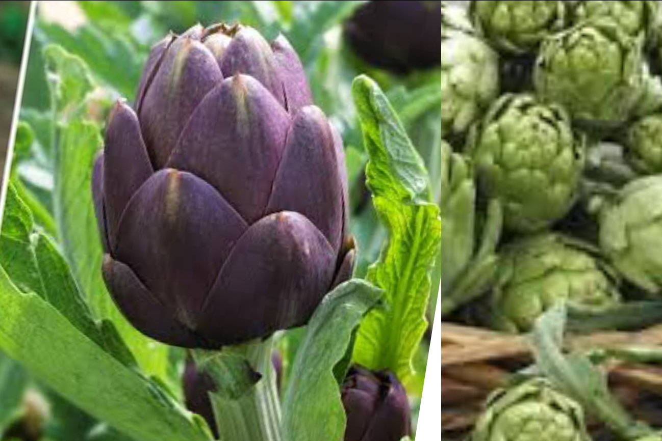 Artichokes