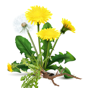 How to use dandelion root for fertility: 5 Impressive benefits during pregnancy 6 dandelion root for fertility