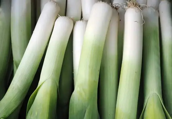 Leeks for fertility