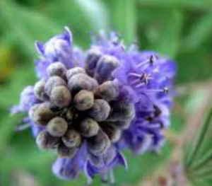 Chasteberry 