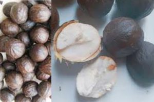 African Walnuts for Fertility