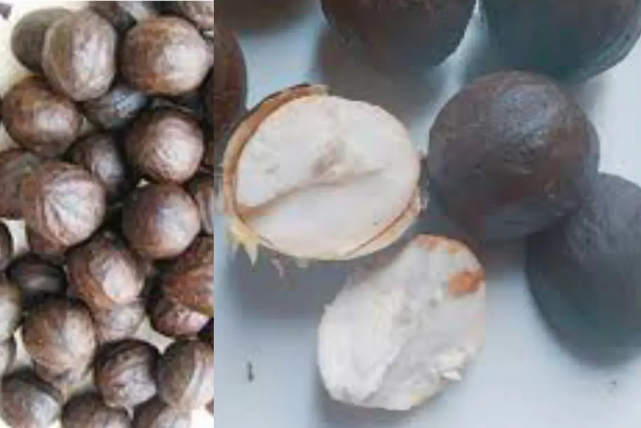 African Walnuts for Fertility
