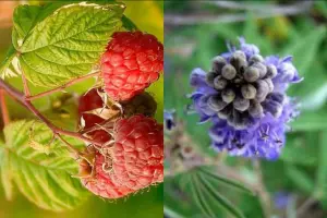 Raspberry and Chasteberry for fertility