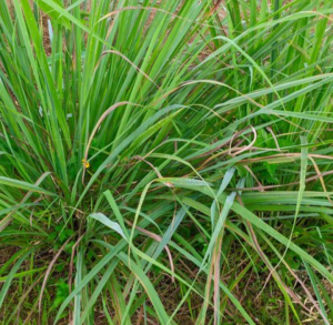 Fresh lemongrass stalks for herbal fertility tea preparation 