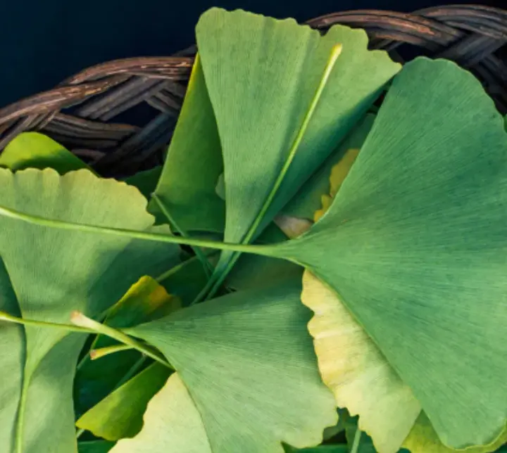 Ginkgo biloba extract for fertility