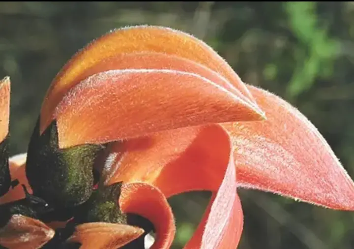 butea monosperm