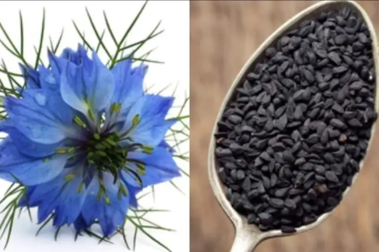 black cumin seed