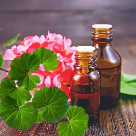 geranium oil