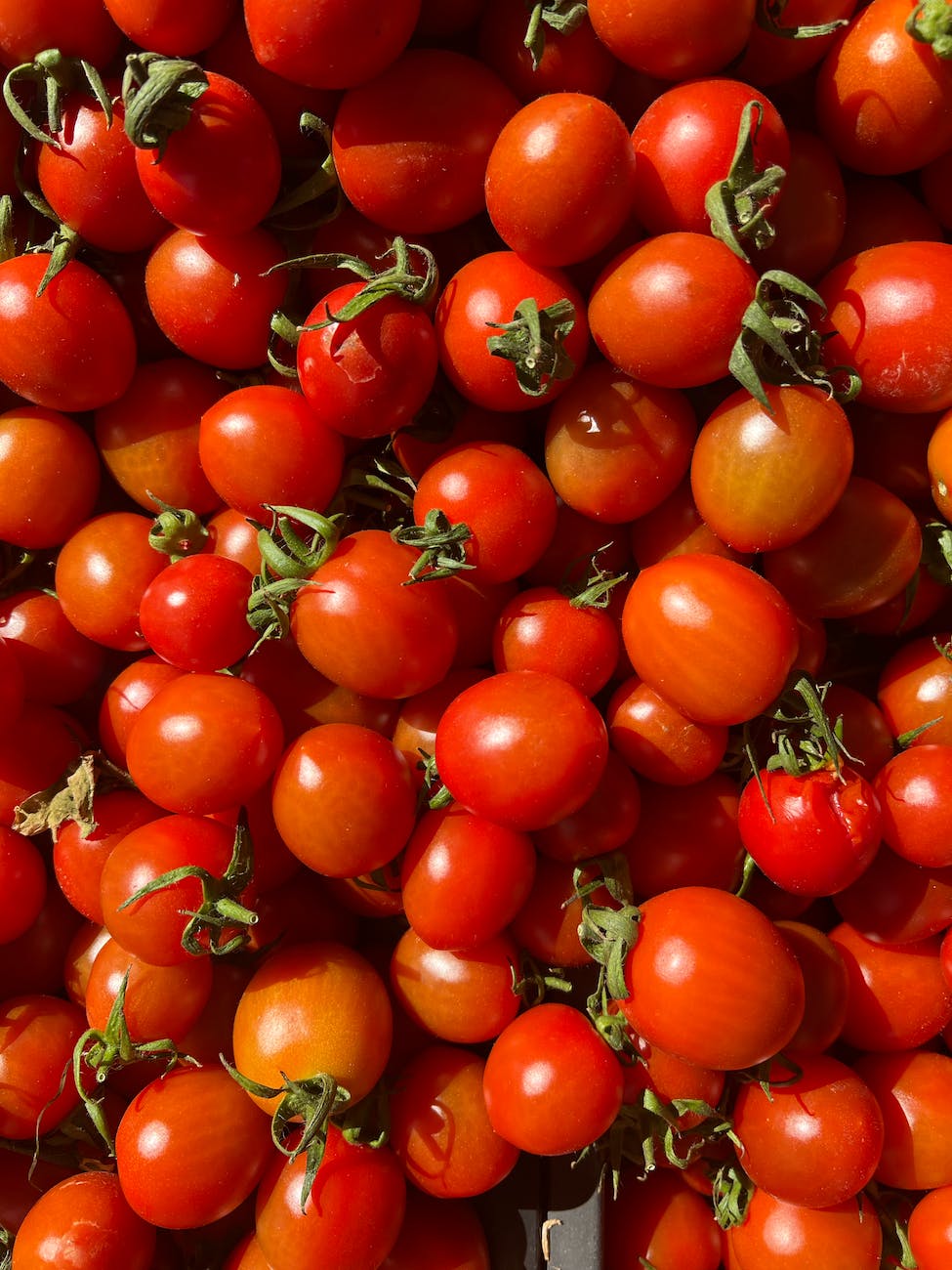 abundance of fresh tomatoes