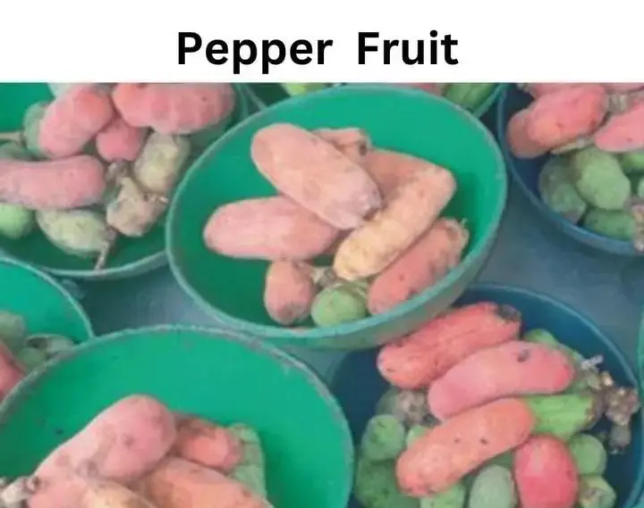 Pepperfruit for Fertility: Sexual Health & Safety Use 6 Pepperfruit