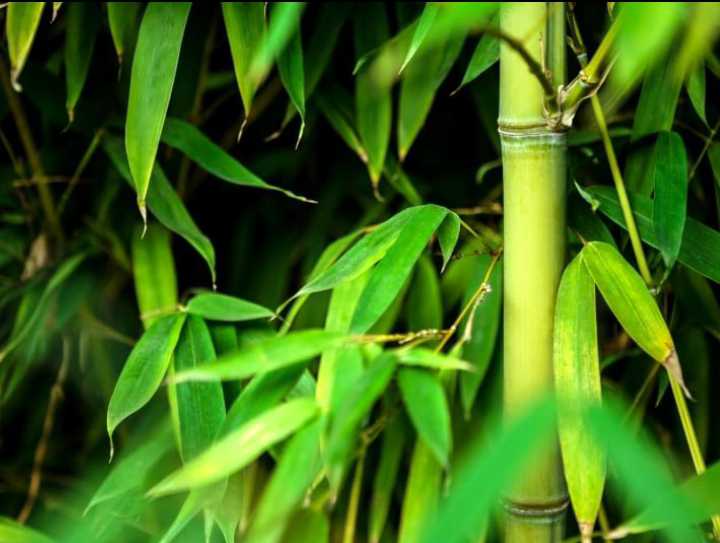 Bamboo Leave Tea for Fertility: 6 Emerging Benefits 6 Bamboo Leave