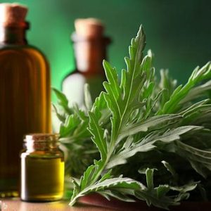 Wormwood essential oils 