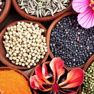 Herbs for irregular menstruation 