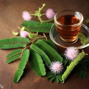 Touch-me-not: Mimosa pudica tea