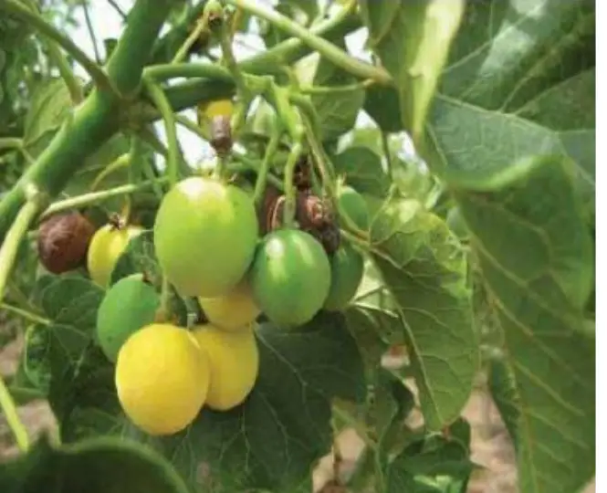 Jatropha Leaves for Fertility