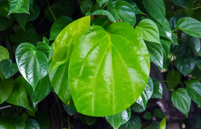 Betel leaf and fertility