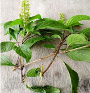 Scent Leaf For Infection