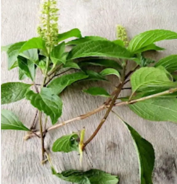 Scent Leaf For Infection