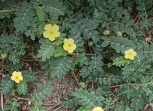 Tribulus Terrestris plant