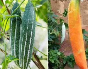 Snake gourd