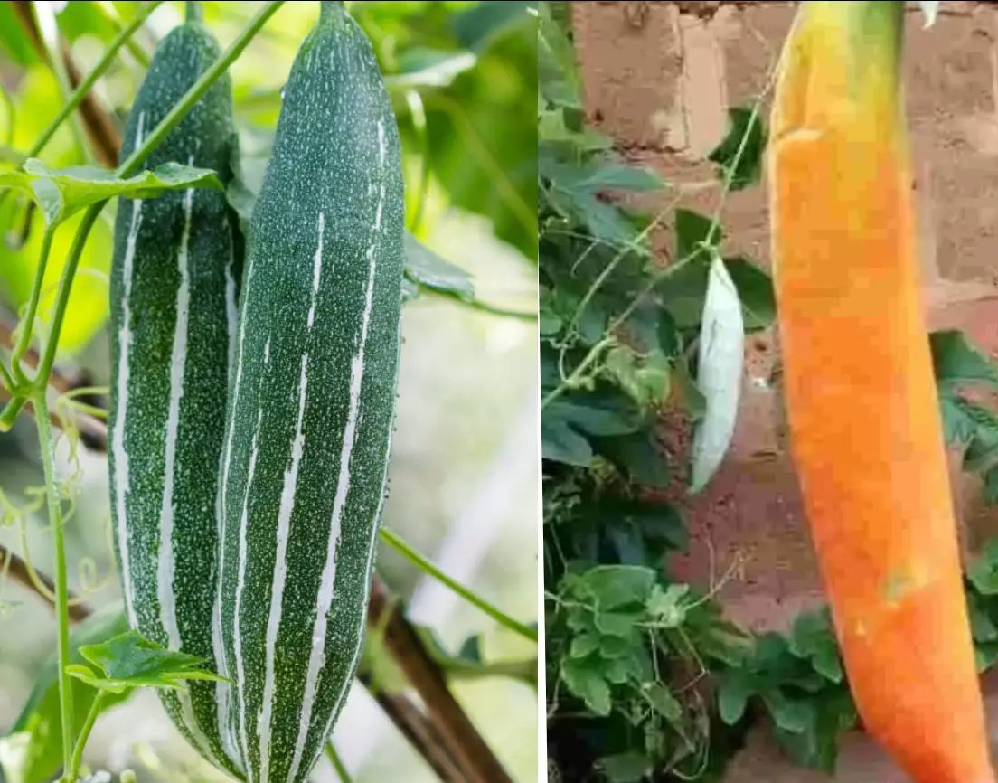 Snake gourd