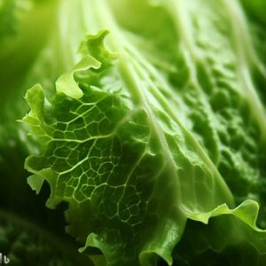 Lettuce in pregnancy