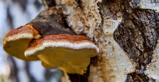 Chaga mushroom