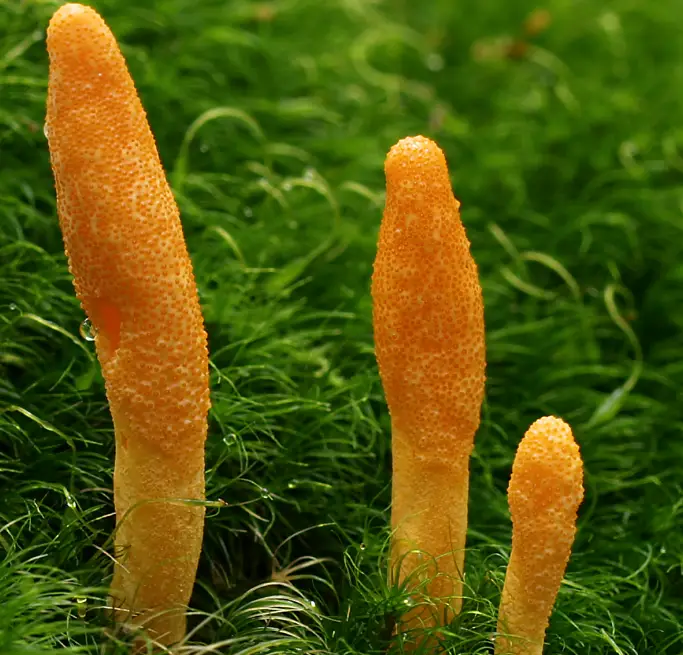 Cordyceps mushroom
