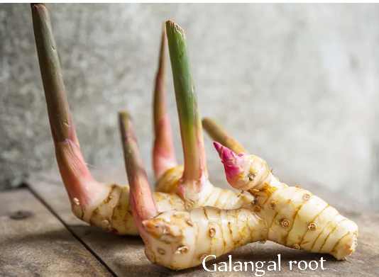 Galangal Root Fertility Benefits Galangal Root Fertility Benefits